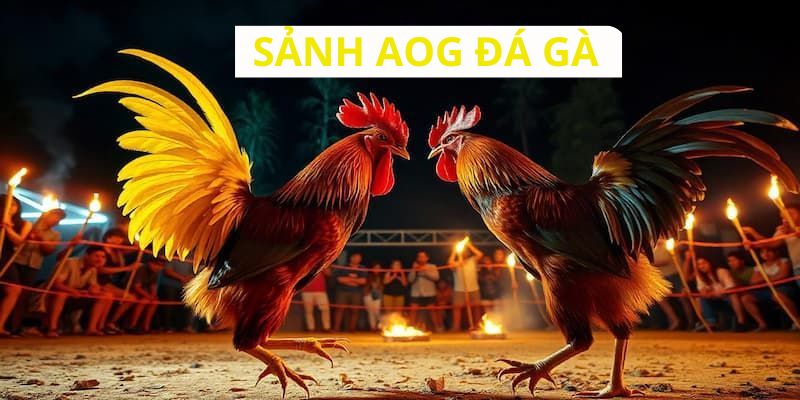 Đôi nét chung về sảnh AOG đá gà