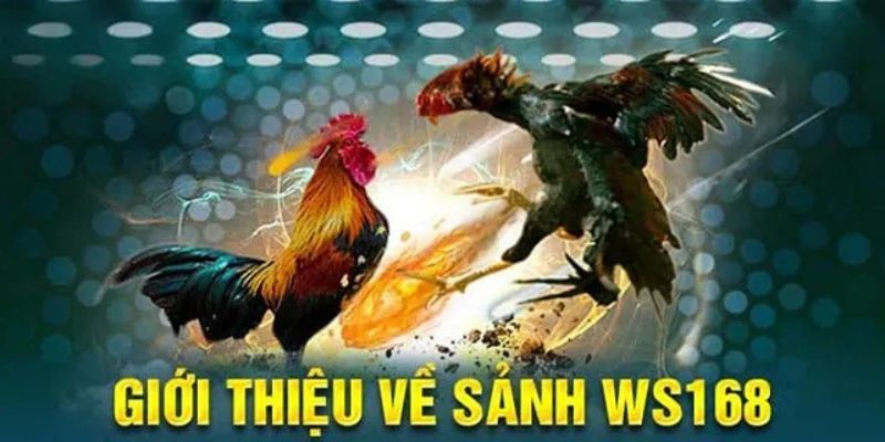 Sơ lược về sảnh WS168 đá gà